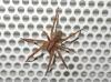 Zoropsis sp.